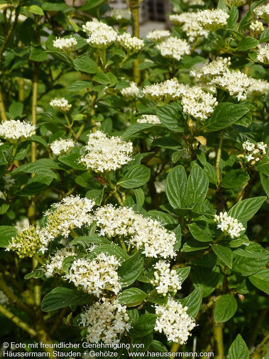 Gelbholz Hartriegel 'Flaviramea' (Cornus stolonifera)