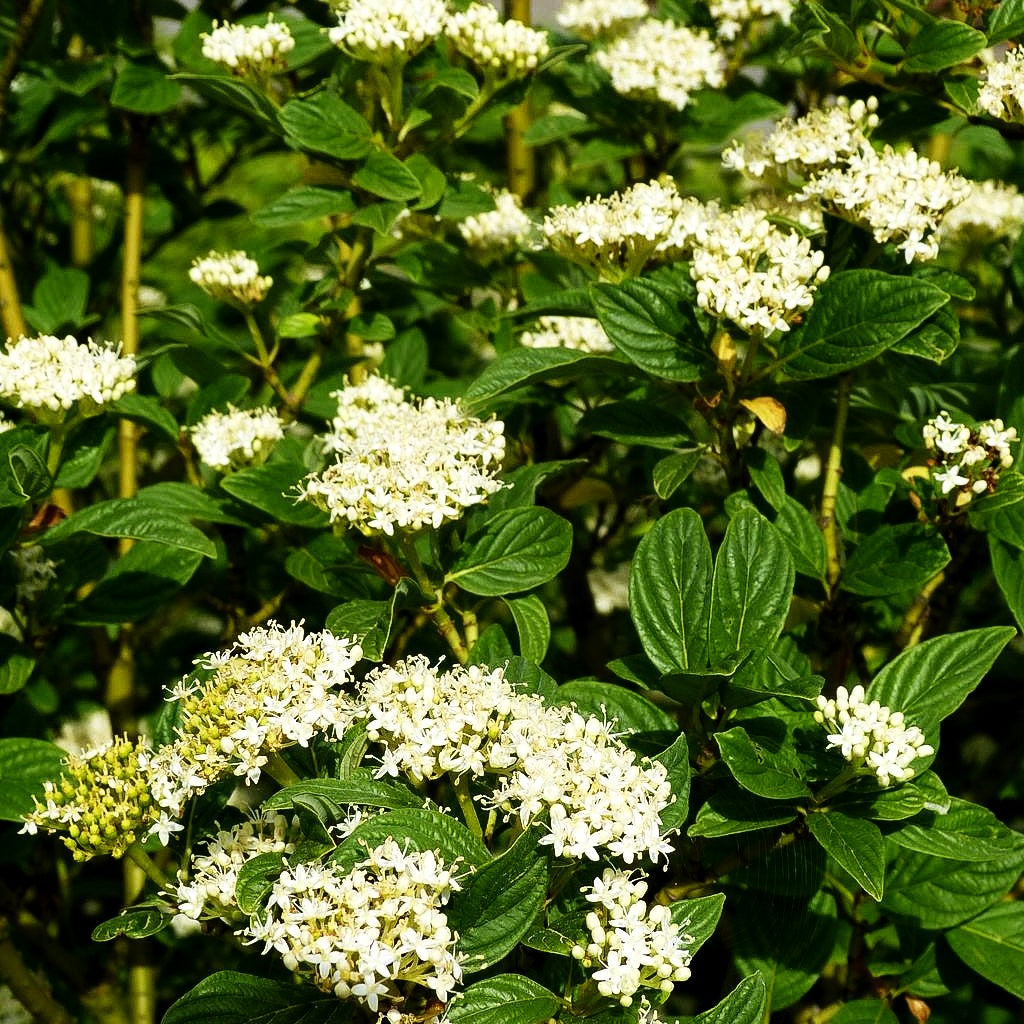 Gelbholz Hartriegel 'Flaviramea' (Cornus stolonifera)