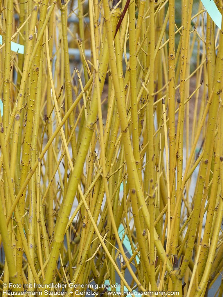 Gelbholz Hartriegel 'Flaviramea' (Cornus stolonifera)