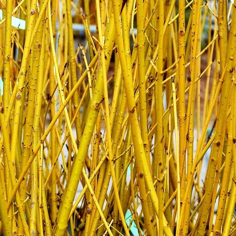 Gelbholz Hartriegel 'Flaviramea' (Cornus stolonifera)