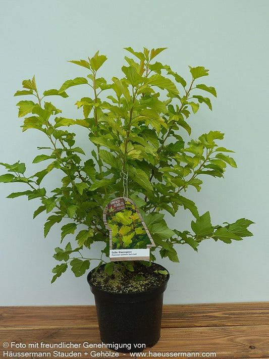 Gelblaubige Blasenspiere 'Dart's Gold' (Physocarpus opulifolius)