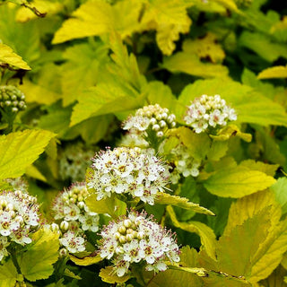 Gelblaubige Blasenspiere 'Dart's Gold' (Physocarpus opulifolius)