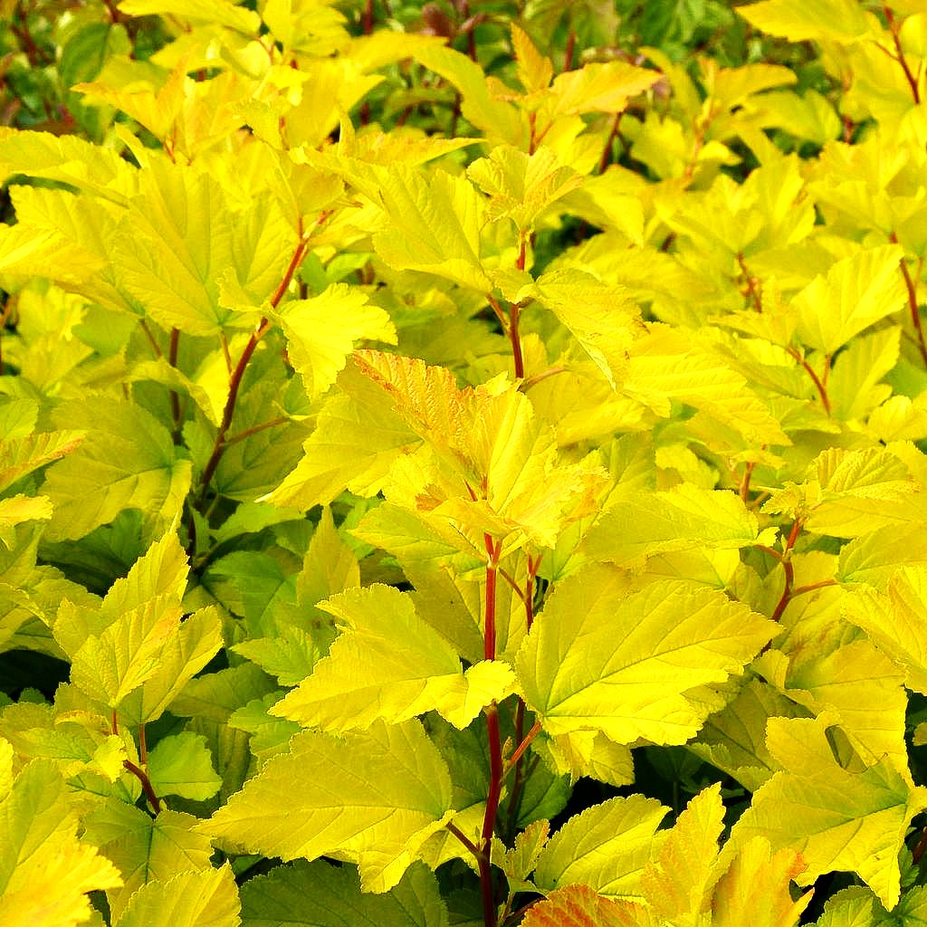 Gelblaubige Blasenspiere 'Dart's Gold' (Physocarpus opulifolius)