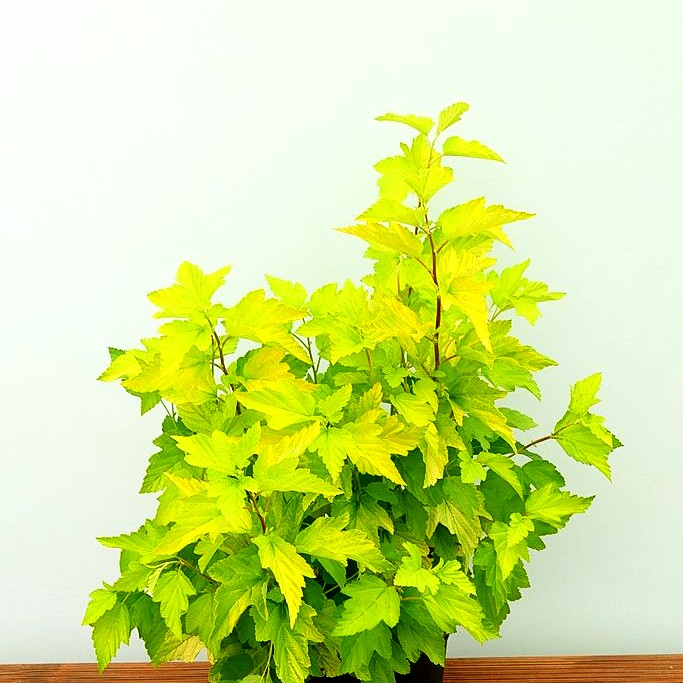 Gelblaubige Blasenspiere 'Dart's Gold' (Physocarpus opulifolius)