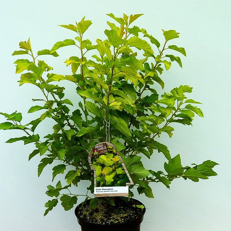 Gelblaubige Blasenspiere 'Dart's Gold' (Physocarpus opulifolius)