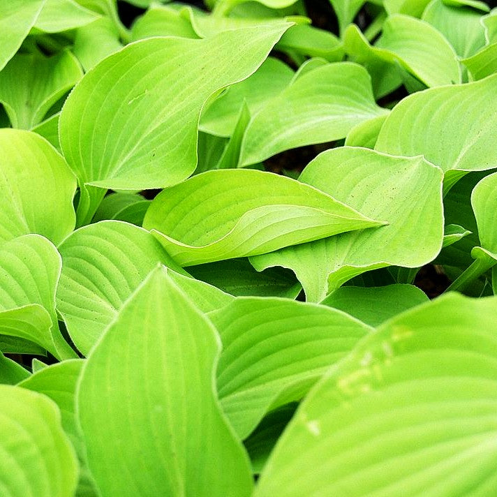 Gelblaubige Funkie 'Birchwood Gold' (Hosta x cult.)