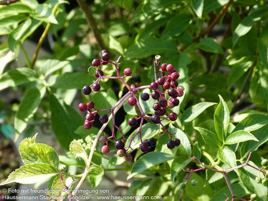 Gelblaubiger Holunder 'Aurea' (Sambucus nigra)