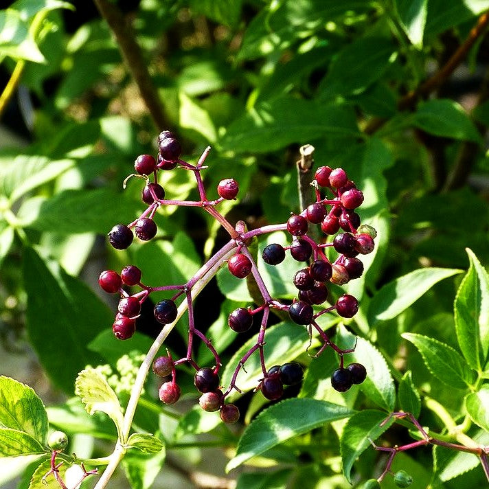 Gelblaubiger Holunder 'Aurea' (Sambucus nigra)