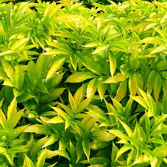Gelblaubiger Holunder 'Aurea' (Sambucus nigra)