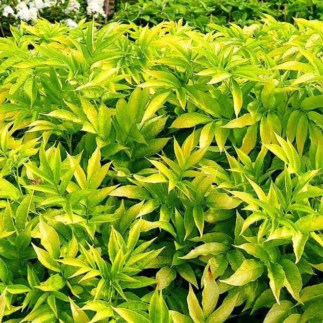 Gelblaubiger Holunder 'Aurea' (Sambucus nigra)