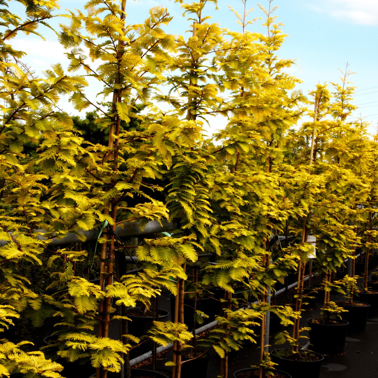 Gelbnadliger Urweltmammutbaum 'Gold Rush' (Metasequoia glyptostroboides)