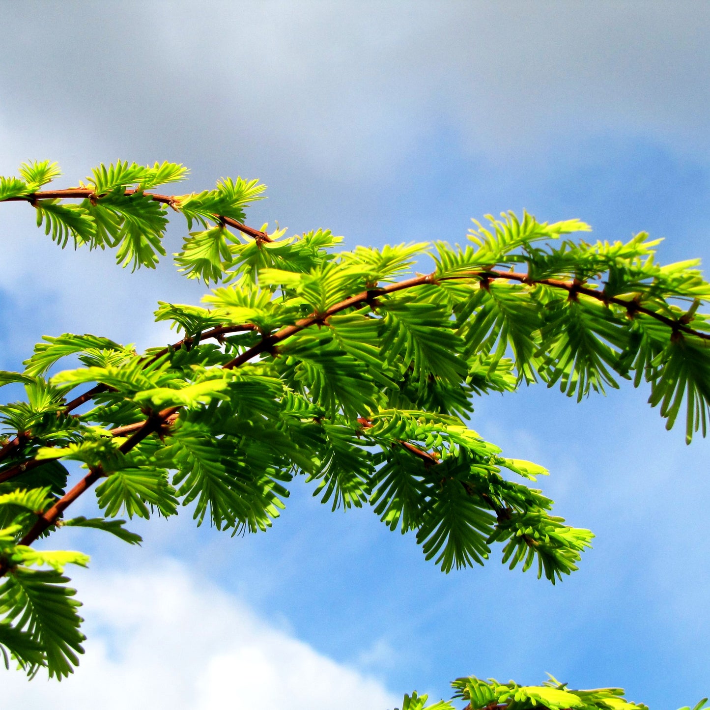 Gelbnadliger Urweltmammutbaum 'Gold Rush' (Metasequoia glyptostroboides)