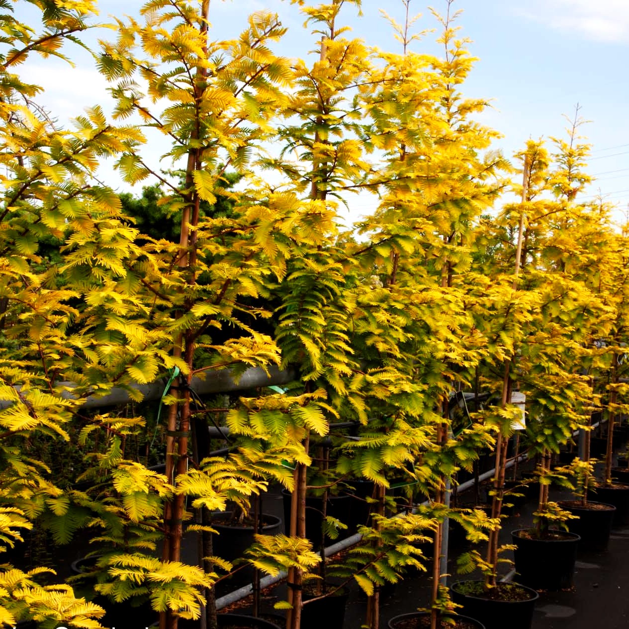 Gelbnadliger Urweltmammutbaum 'Gold Rush' (Metasequoia glyptostroboides)
