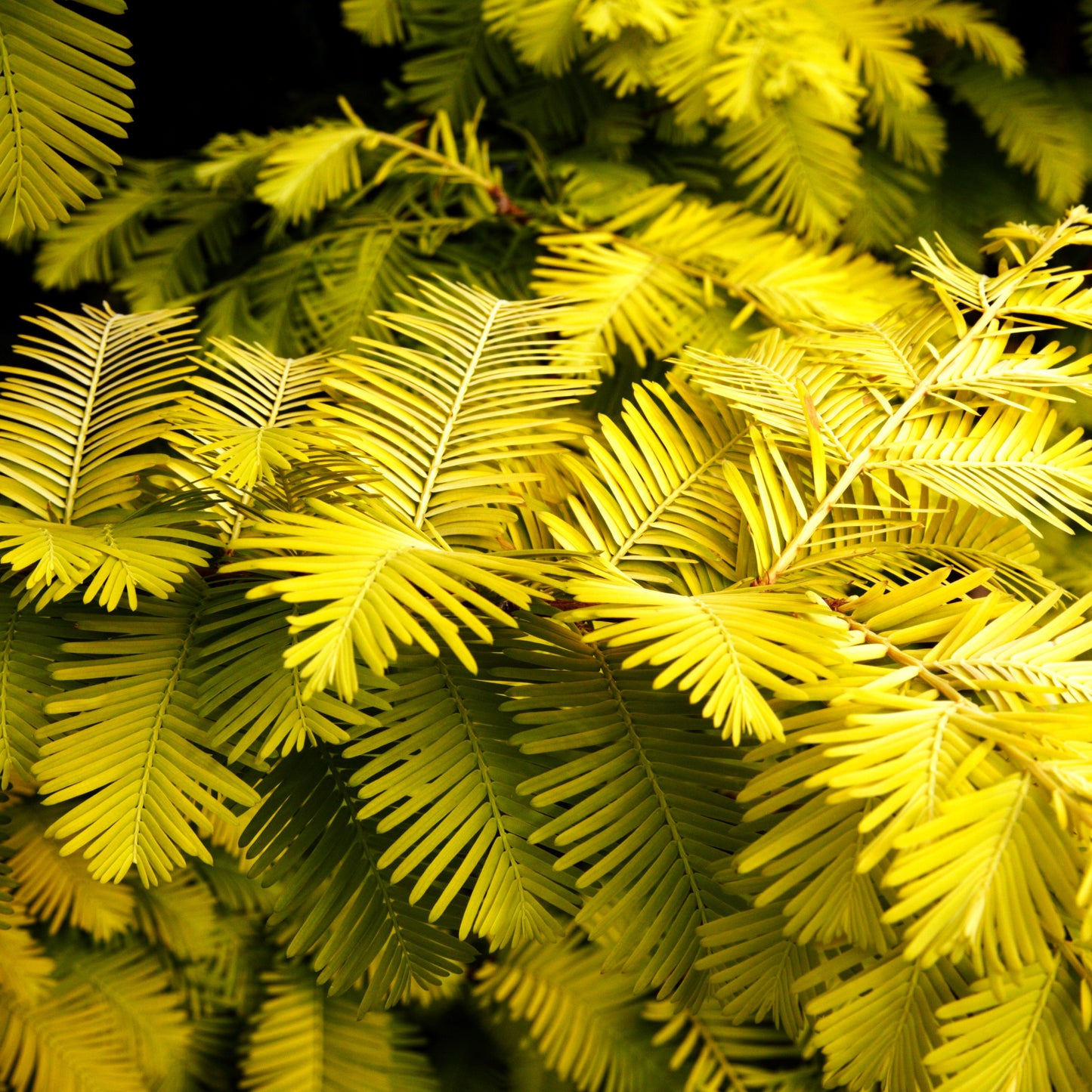 Gelbnadliger Urweltmammutbaum 'Gold Rush' (Metasequoia glyptostroboides)