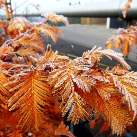 Gelbnadliger Urweltmammutbaum 'Gold Rush' (Metasequoia glyptostroboides)