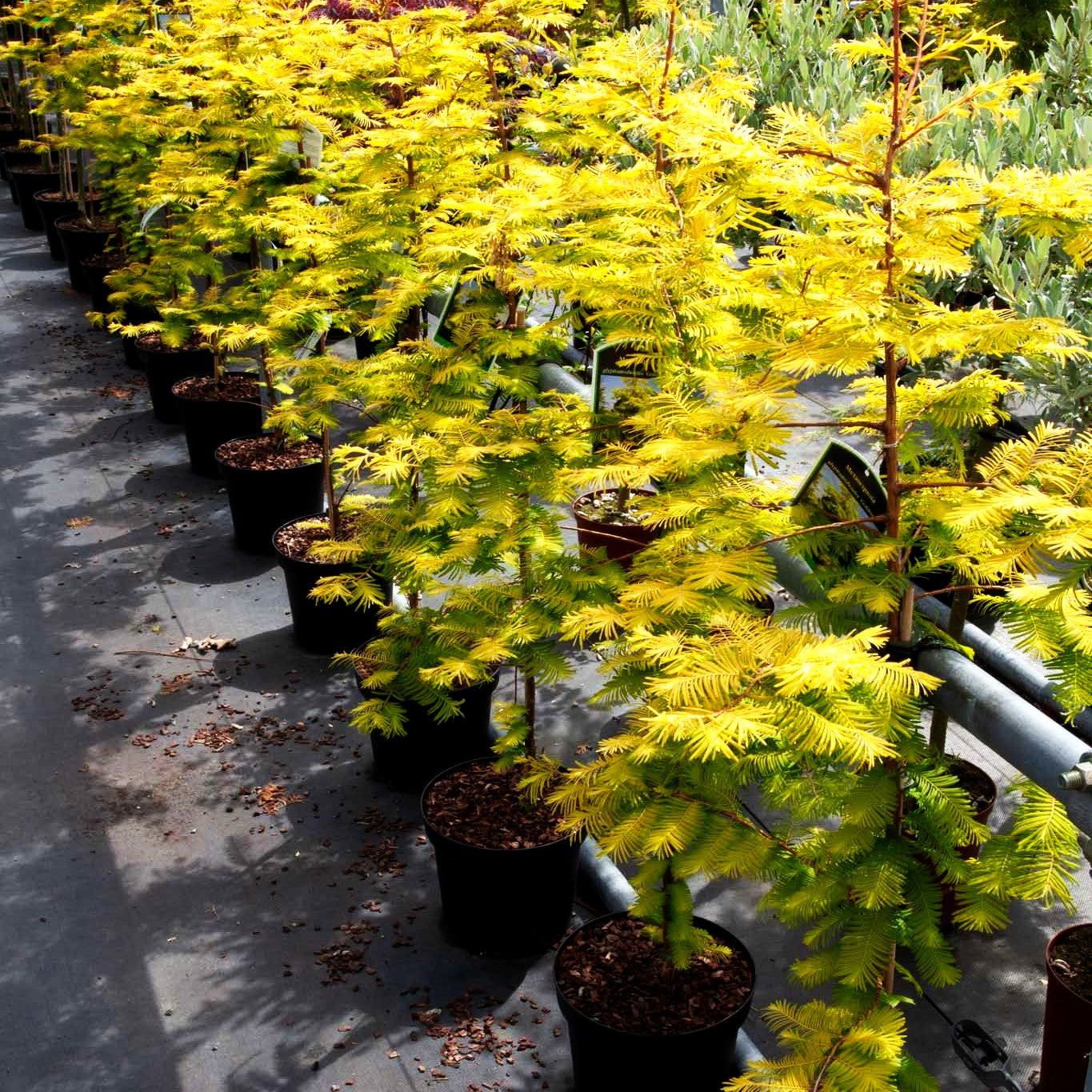 Gelbnadliger Urweltmammutbaum 'Gold Rush' (Metasequoia glyptostroboides)