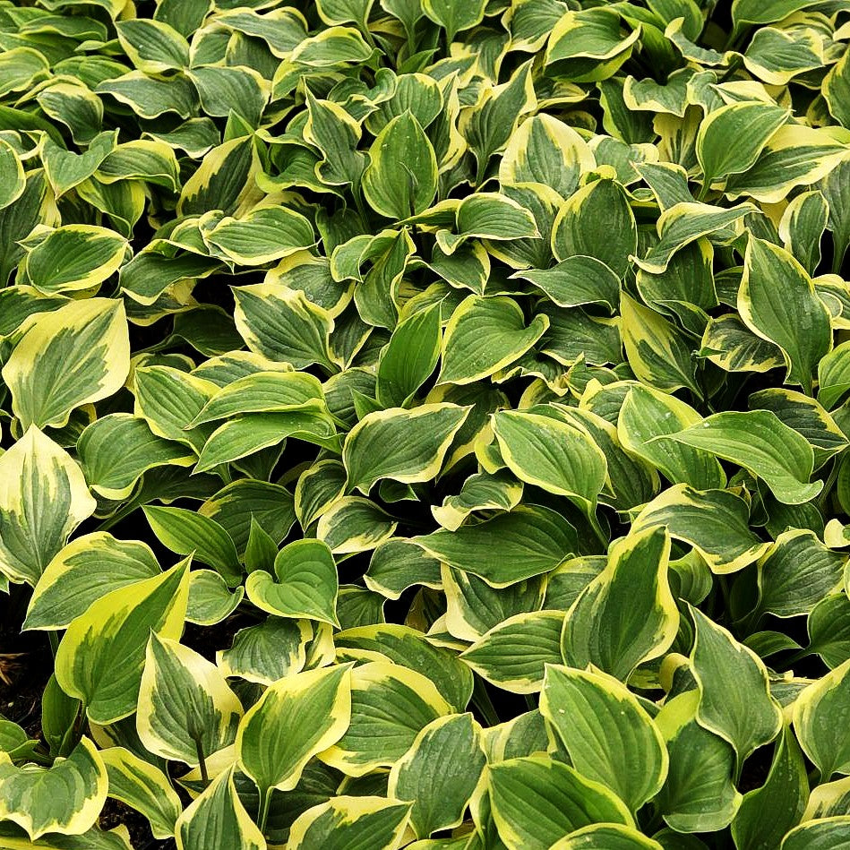Gelbrand-Funkie 'Pilgrim' (Hosta x cult.)
