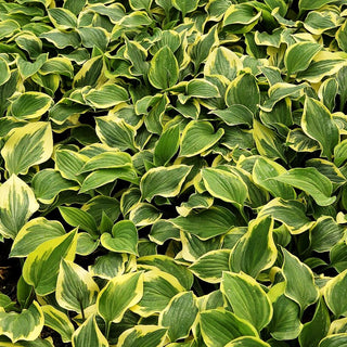 Gelbrand-Funkie 'Pilgrim' (Hosta x cult.)