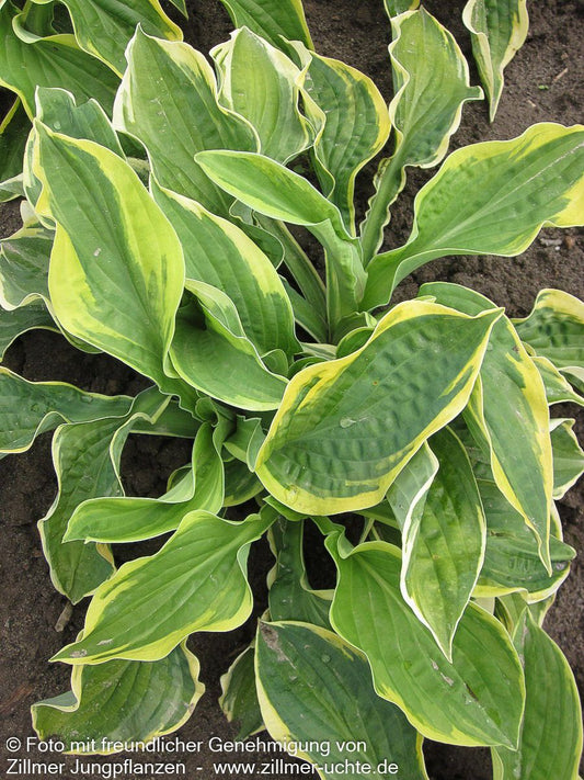 Gelbrandige Funkie 'Wide Brim' (Hosta sieboldiana)