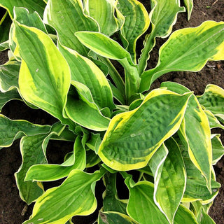 Gelbrandige Funkie 'Wide Brim' (Hosta sieboldiana)