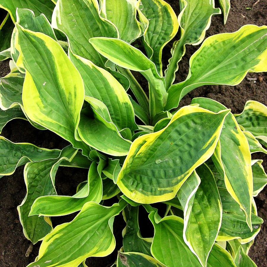 Gelbrandige Funkie 'Wide Brim' (Hosta sieboldiana)