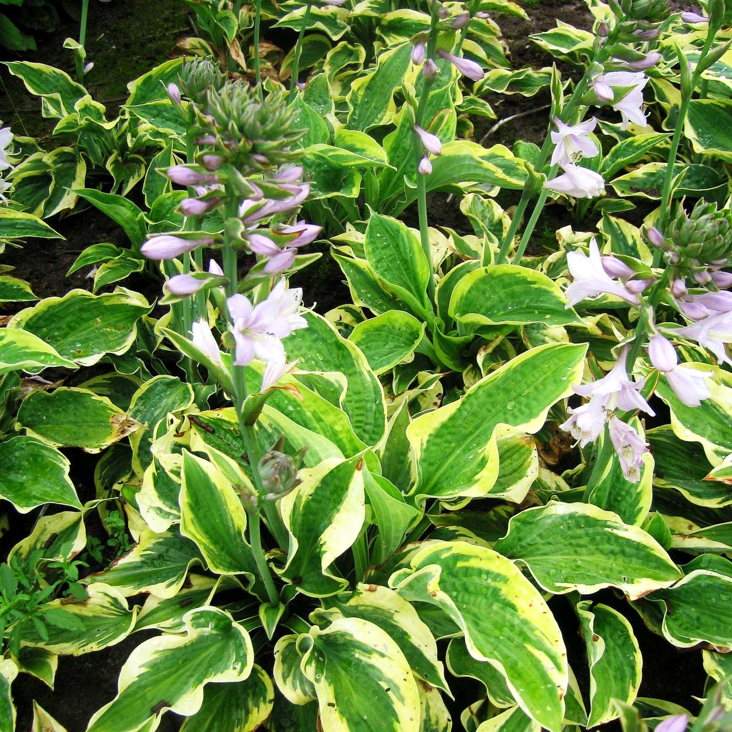Gelbrandige Funkie 'Wide Brim' (Hosta sieboldiana)