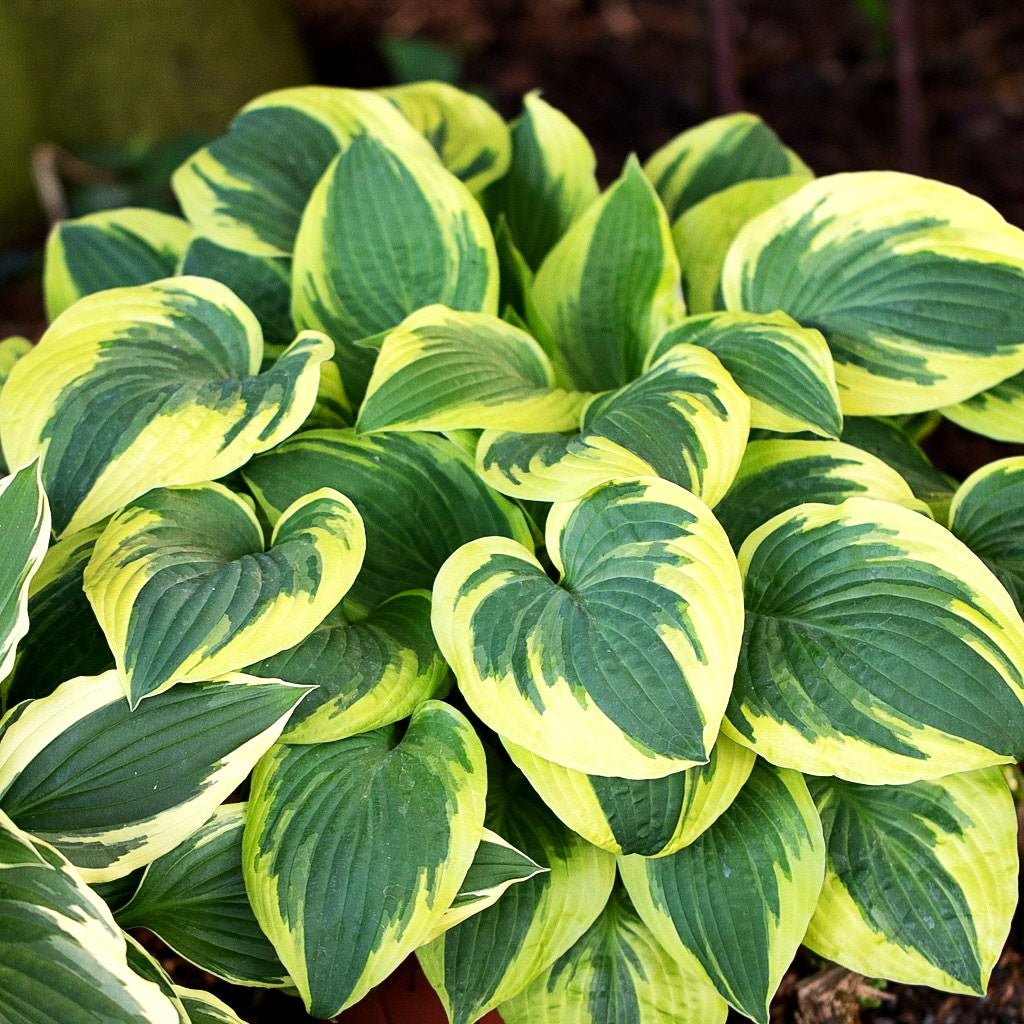 Gelbrandige Funkie 'Wide Brim' (Hosta sieboldiana)