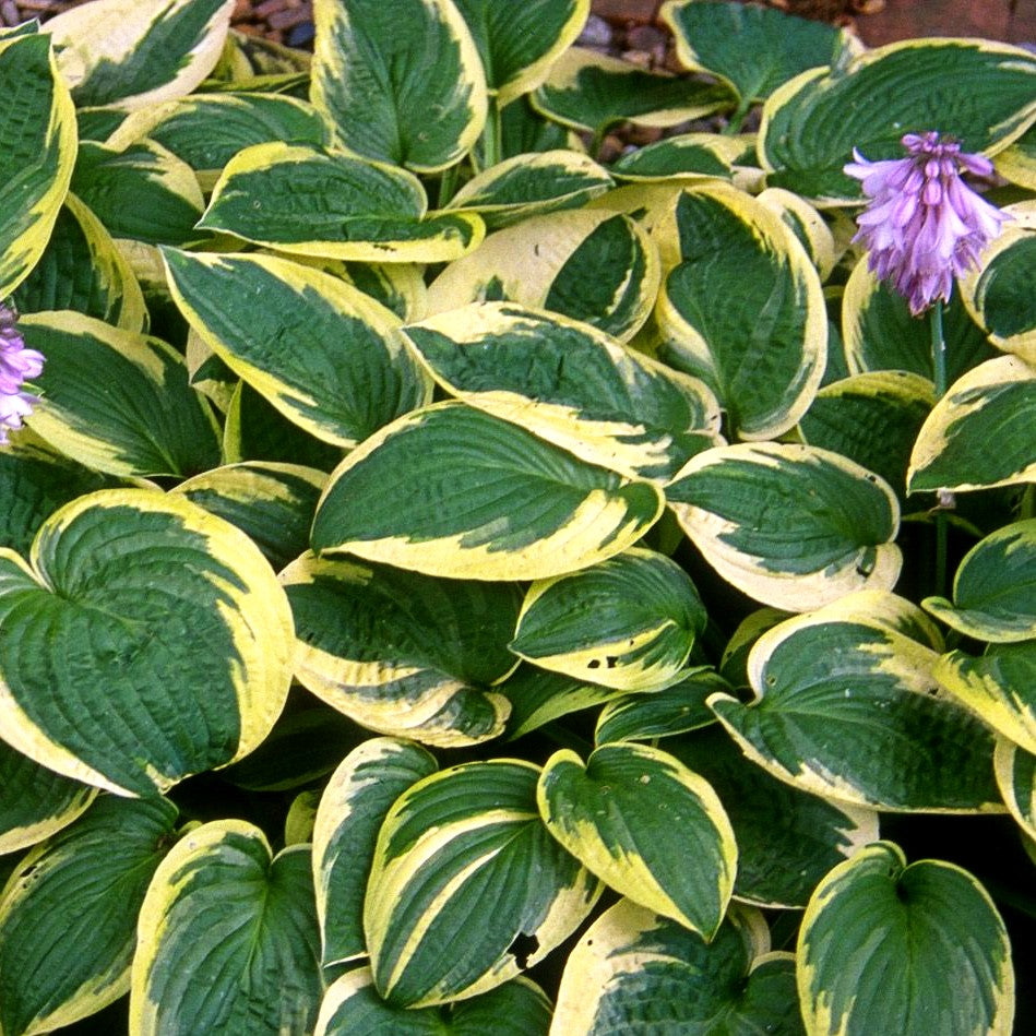 Gelbrandige Funkie 'Wide Brim' (Hosta sieboldiana)