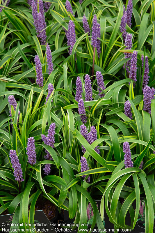 Gelbrandige Glöckchentraube 'Gold Banded' (Liriope muscari)