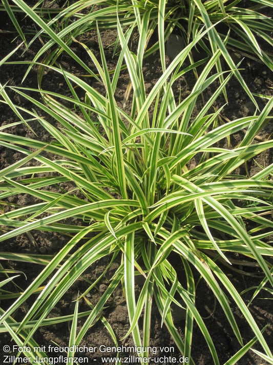 Gelbrandige Teppich-Segge 'Vanilla Ice' (Carex foliosissima)