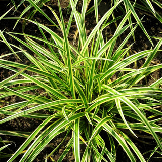 Gelbrandige Teppich-Segge 'Vanilla Ice' (Carex foliosissima)