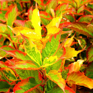 Gelbrandige Weigelie 'Nana Variegata' (Weigela florida)