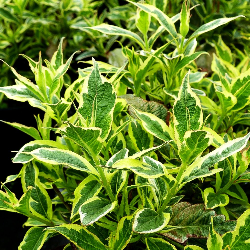 Gelbrandige Weigelie 'Nana Variegata' (Weigela florida)