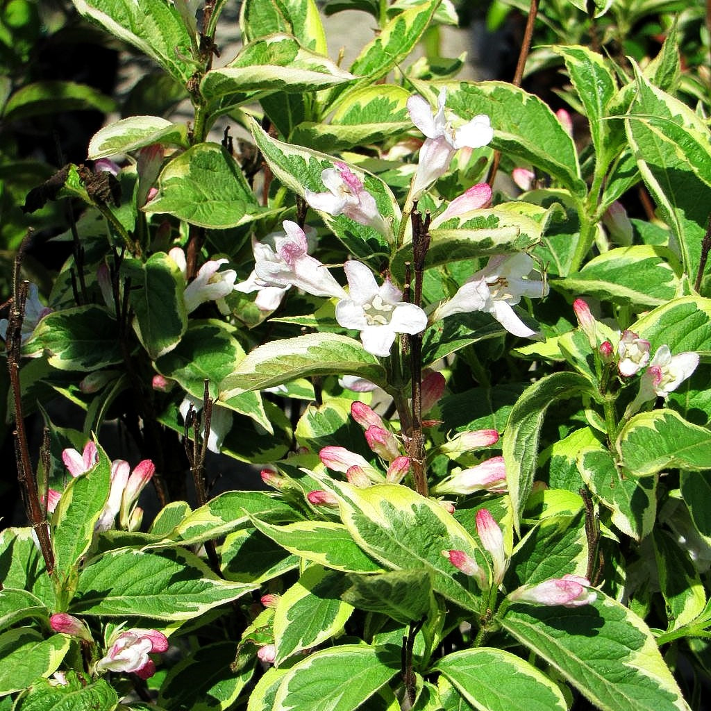 Gelbrandige Weigelie 'Nana Variegata' (Weigela florida)