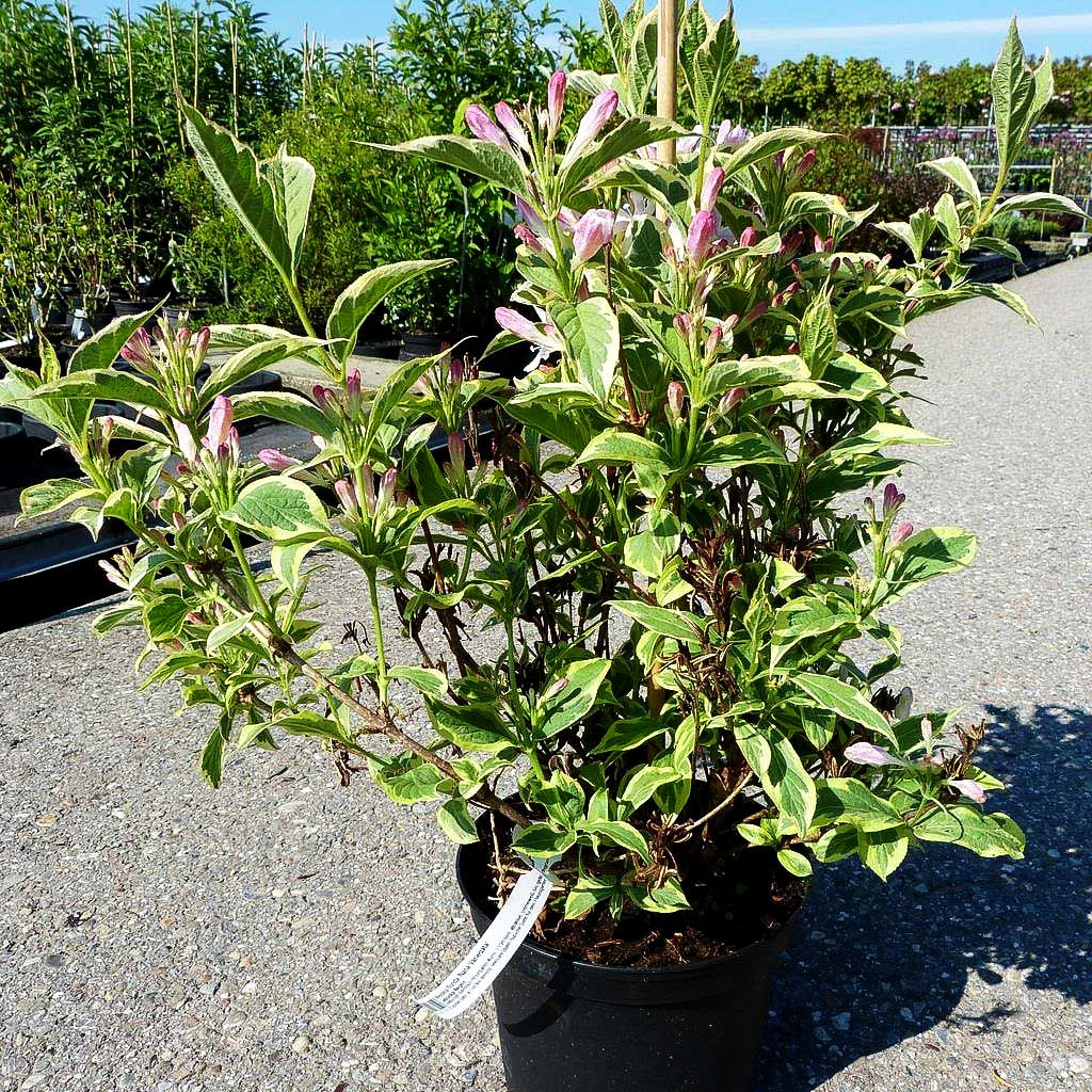 Gelbrandige Weigelie 'Nana Variegata' (Weigela florida)