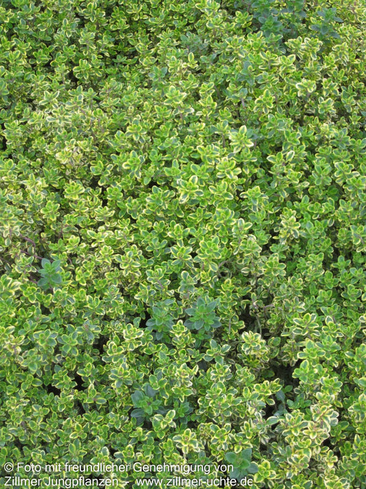 Gelbrandiger Zitronen-Thymian 'Golden King' (Thymus x citriodorus)