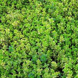 Gelbrandiger Zitronen-Thymian 'Golden King' (Thymus x citriodorus)