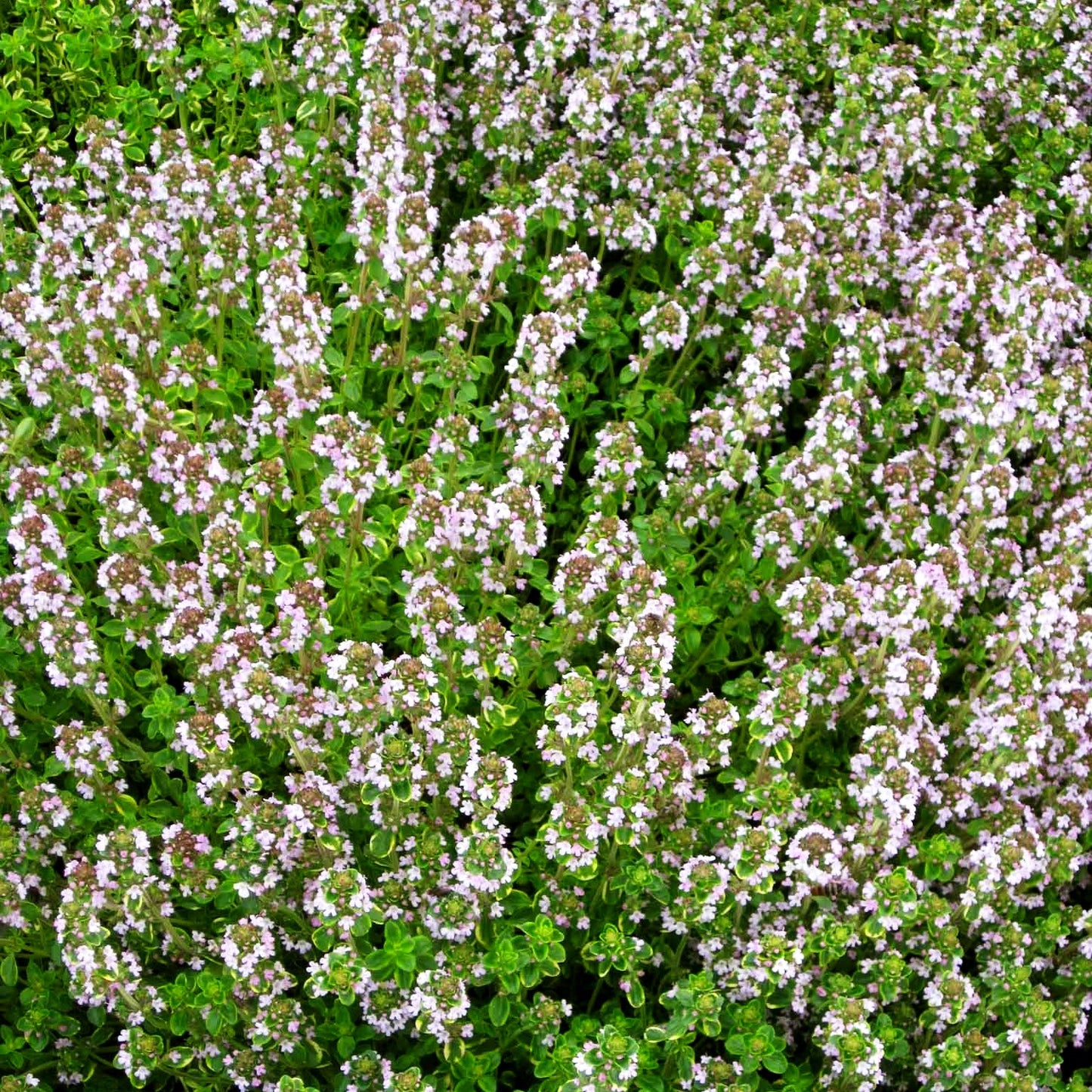 Gelbrandiger Zitronen-Thymian 'Golden King' (Thymus x citriodorus)