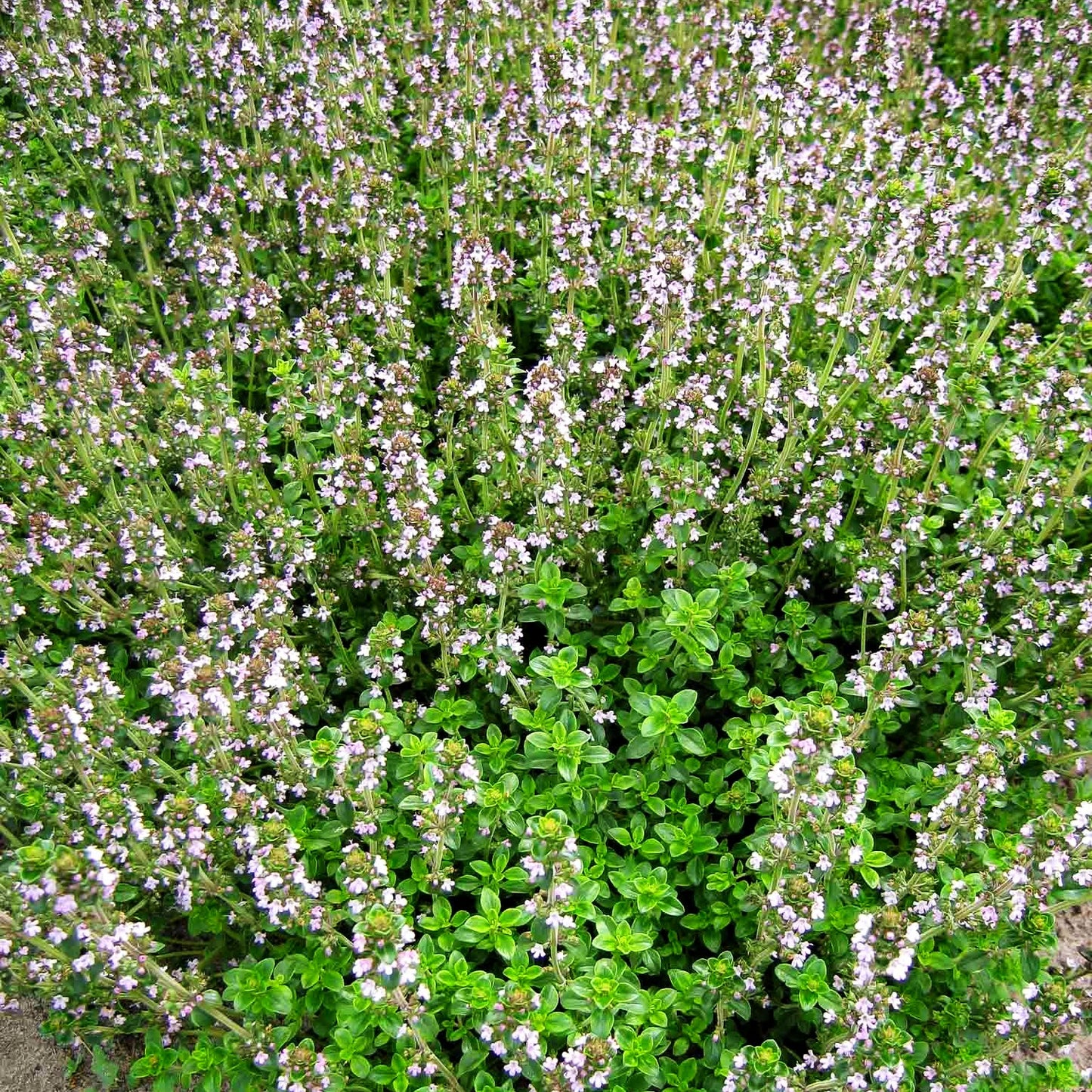 Gelbrandiger Zitronen-Thymian 'Golden King' (Thymus x citriodorus)