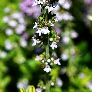 Gelbrandiger Zitronen-Thymian 'Golden King' (Thymus x citriodorus)