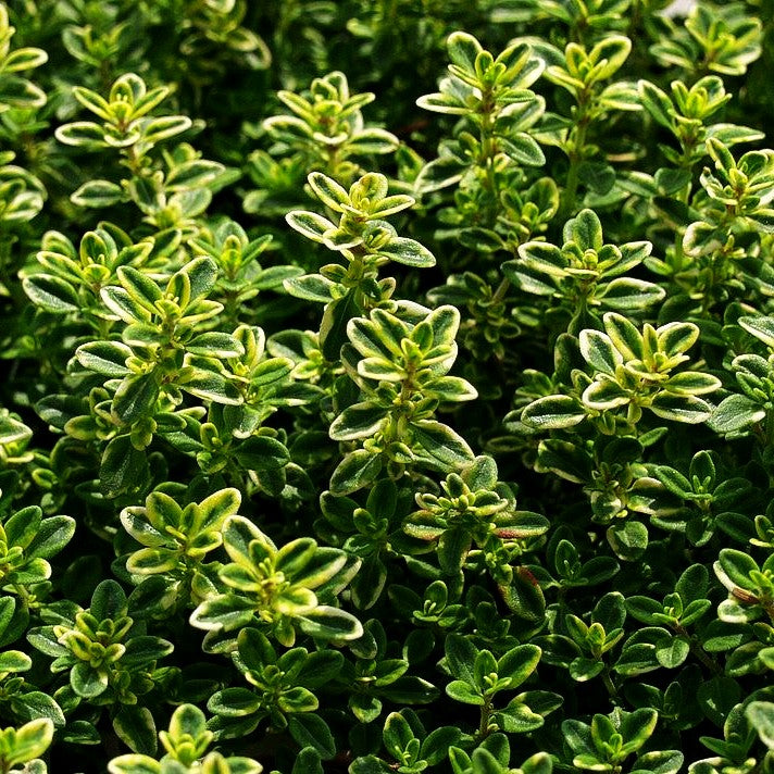Gelbrandiger Zitronen-Thymian 'Golden King' (Thymus x citriodorus)