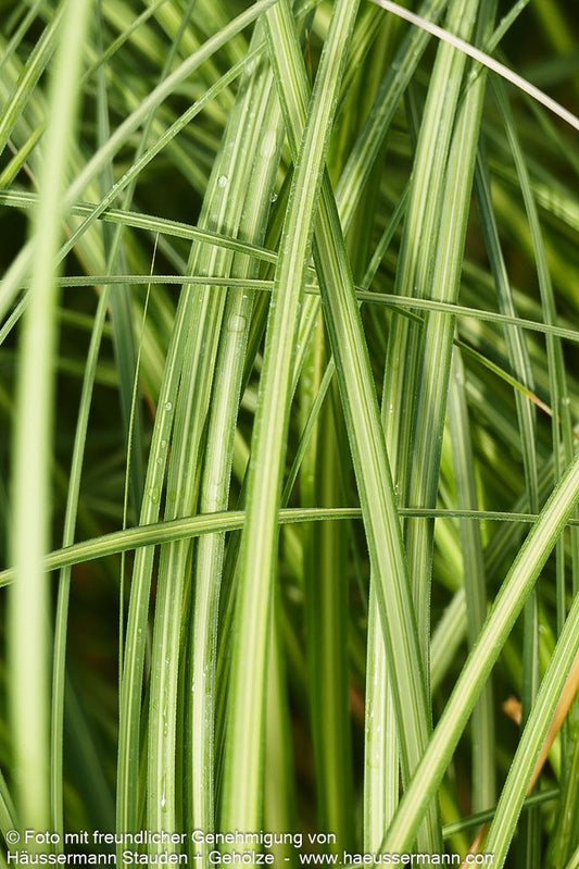 Gelbrandiges Pampasgras 'Aureolineata' (Cortaderia selloana)