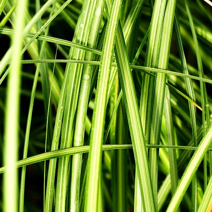 Gelbrandiges Pampasgras 'Aureolineata' (Cortaderia selloana)