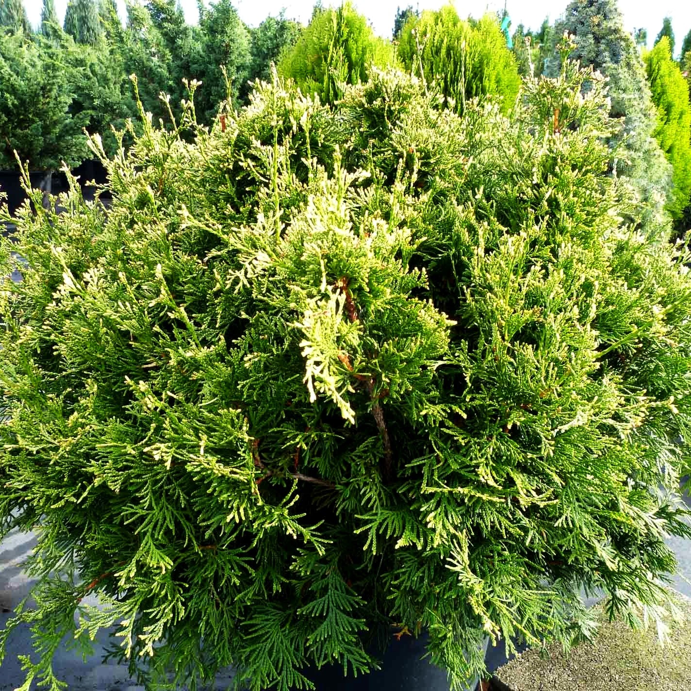 Gelbspitziger Lebensbaum 'Stolwijk' (Thuja occidentalis)