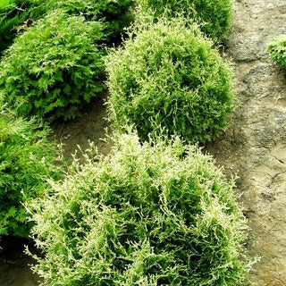 Gelbspitziger Lebensbaum 'Stolwijk' (Thuja occidentalis)