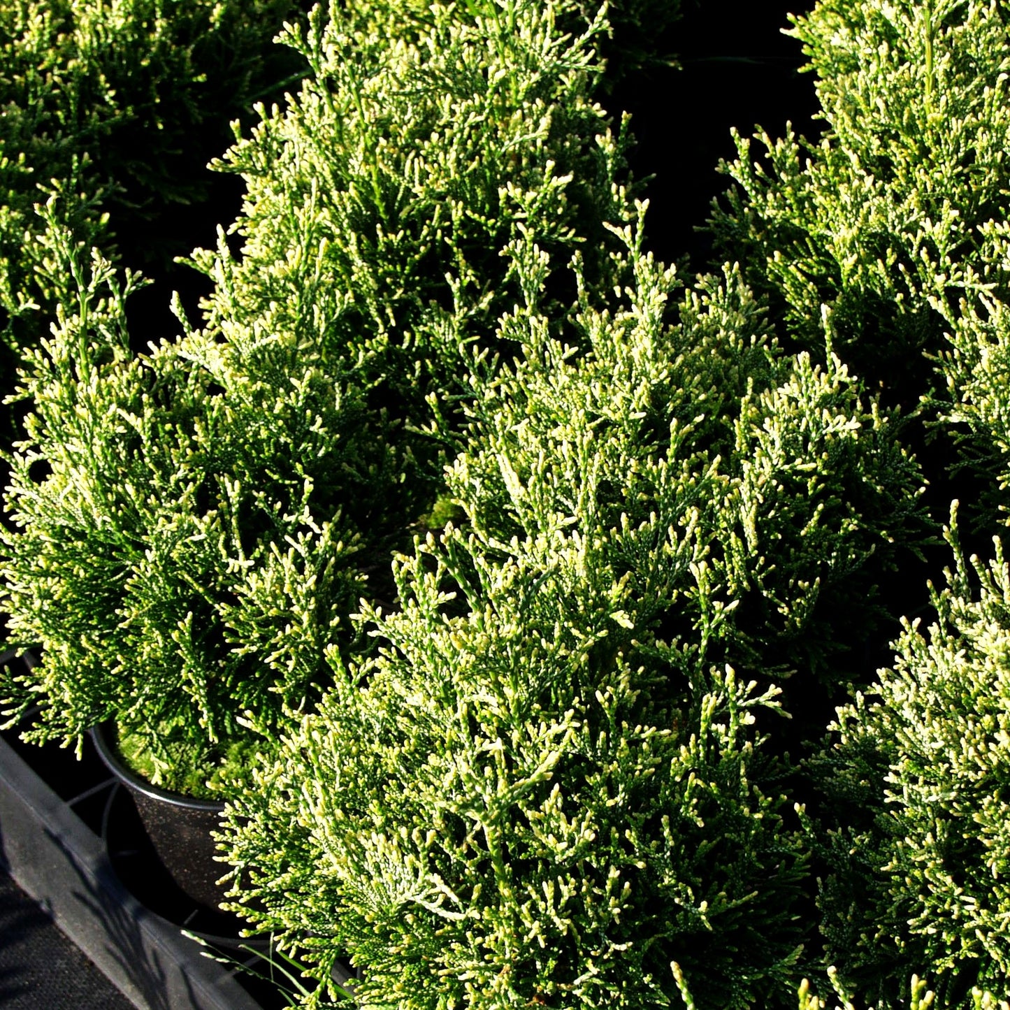 Gelbspitziger Lebensbaum 'Stolwijk' (Thuja occidentalis)