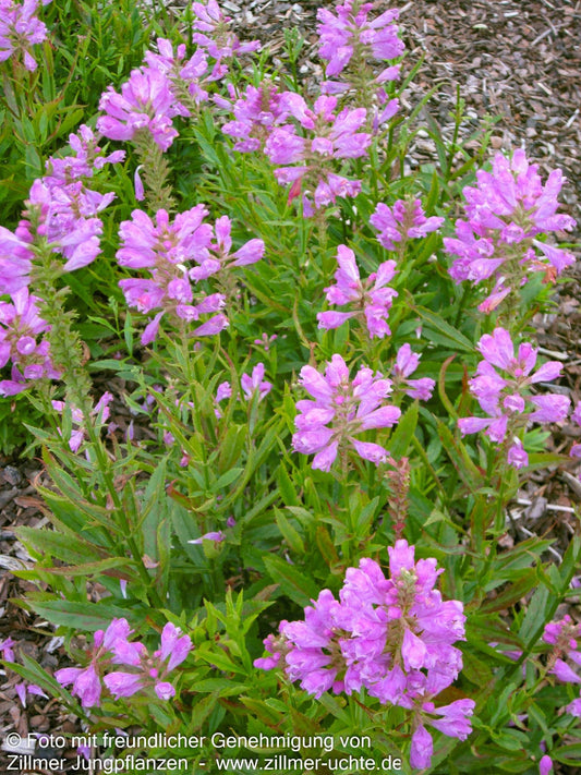 Gelenkblume 'Bouquet Rose' (Physostegia virginiana)