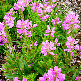 Gelenkblume 'Bouquet Rose' (Physostegia virginiana)