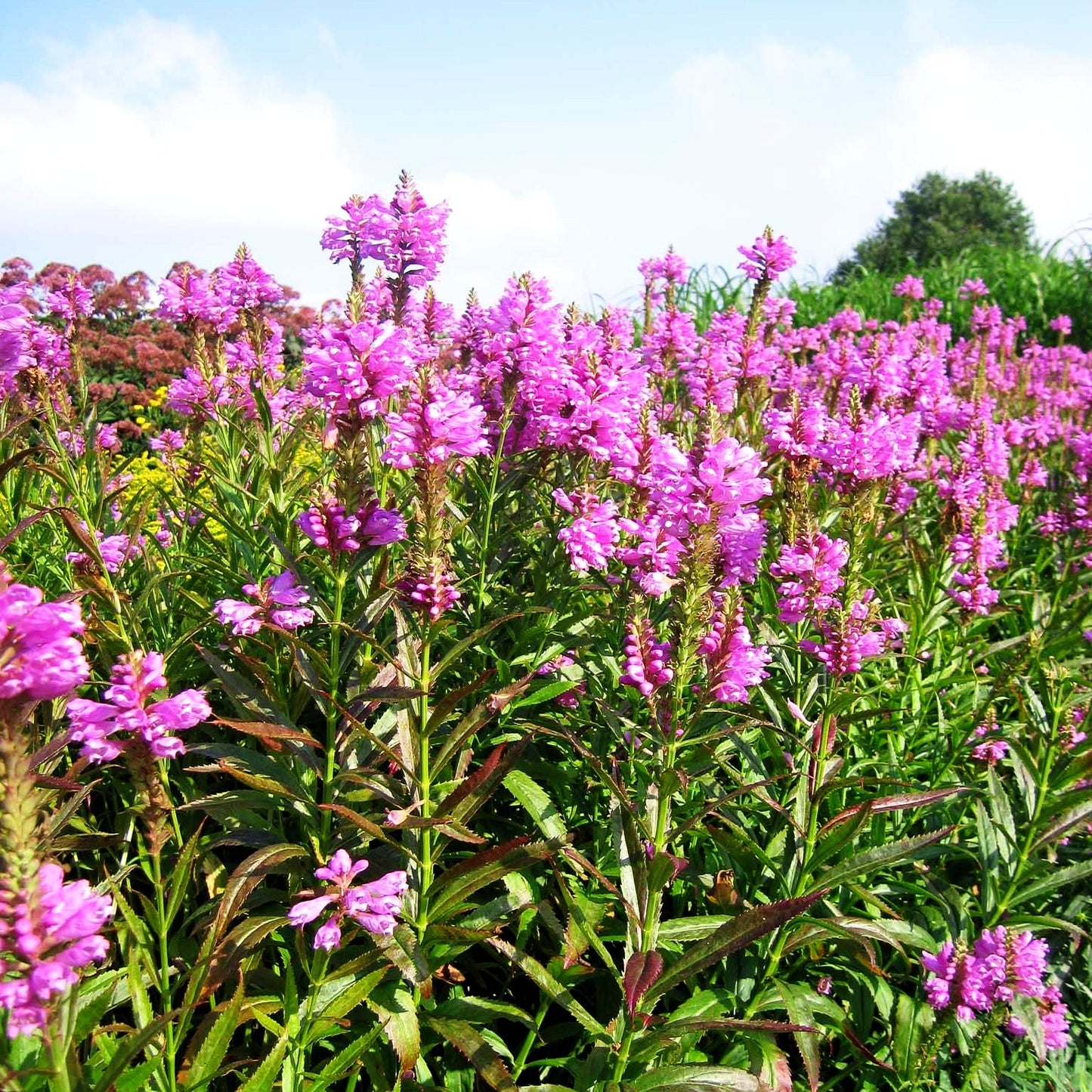 Gelenkblume 'Bouquet Rose' (Physostegia virginiana)