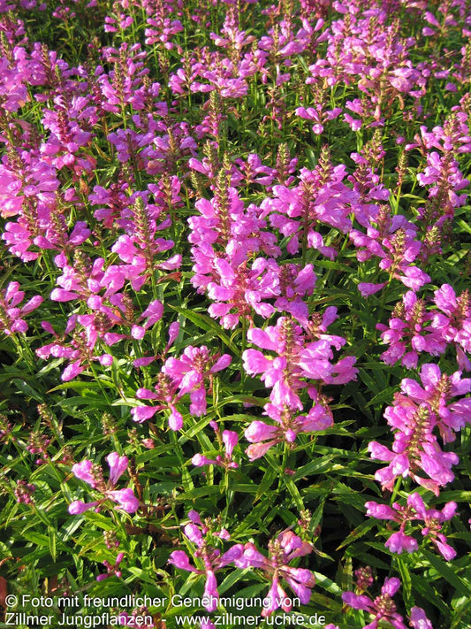 Gelenkblume 'Vivid' (Physostegia virginiana)